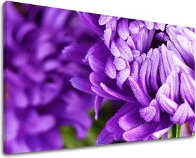 Obraz na stenu KVETY KV022E11 - 40x60 cm