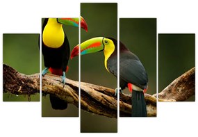 Obraz sediacich tukanov, Costa Rica (150x105 cm)