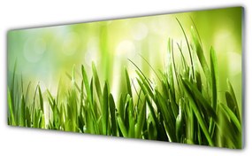 Obraz na akrylátovom skle Tráva príroda 125x50 cm