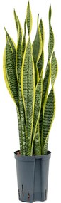 Sansevieria trifasciata laurentii Tuft 15/19 v.65 cm