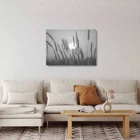 Sklenený obraz - Lúka pri západe slnka (70x50 cm)