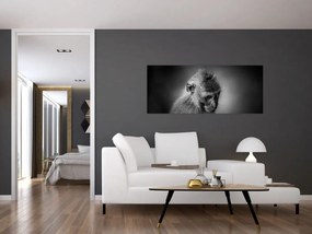 Obraz - Opička (120x50 cm)
