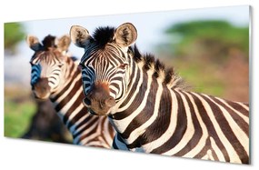 Obraz na akrylátovom skle Zebra 125x50 cm