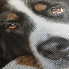 Obraz psa (90x60 cm)
