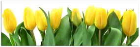 Obraz na plátne - Žlté tulipány - panoráma 503A (120x45 cm)