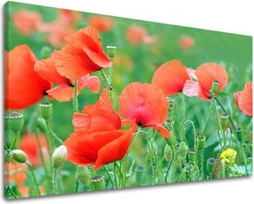 Obraz na stenu KVETY KV099E11 - 40x60 cm