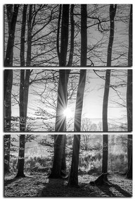Obraz na plátne - Jesenné ráno v lese - obdĺžnik 7251QB (90x60 cm  )