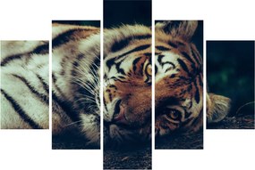 Obraz - Tiger Sibírsky (150x105 cm)