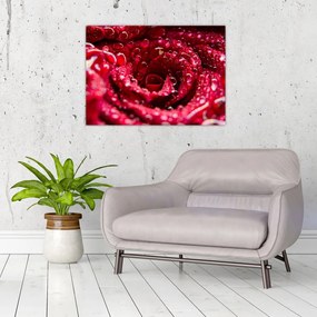 Obraz kvetu červenej ruže (70x50 cm)