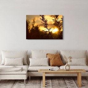Obraz - Slnko zapadajúce za stromami (90x60 cm)