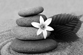Obraz kvet a kamene v piesku v čiernobielom prevedení - 60x40