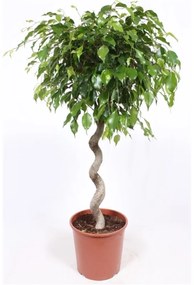 Ficus Benjamina Exotica spiral 30x130 cm