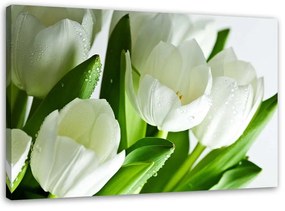 Obraz na plátně Bílé tulipány Květina - 100x70 cm