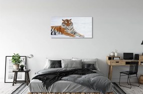 Obraz na akrylátovom skle Tiger winter 100x50 cm