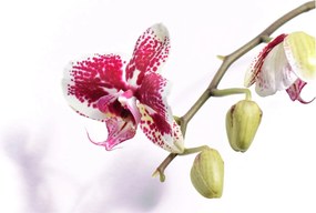 Obraz kvetu orchidey (70x50 cm)