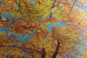 Obraz jesenné koruny stromov