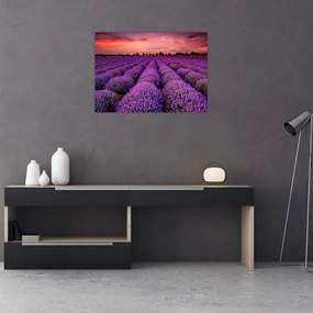 Sklenený obraz - Levanduľové pole (70x50 cm)