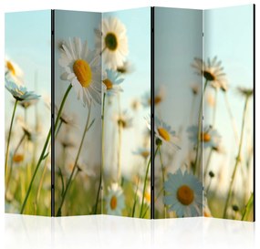 Artgeist Paraván - Daisies - spring meadow [Room Dividers]