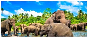 Obraz - Slony, Sri Lanka (120x50 cm)