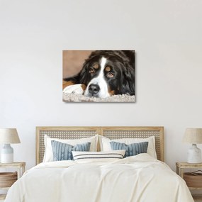 Sklenený obraz psa (70x50 cm)