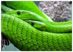 Sklenený obraz zelených hadov (70x50 cm)