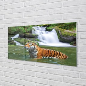 Obraz na akrylátovom skle Tiger vodopád 140x70 cm