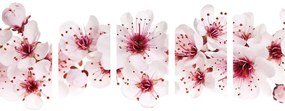 5-dielny obraz čerešňové kvety - 200x100