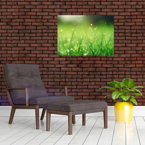 Sklenený obraz - rosa na tráve (70x50 cm)