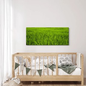 Obraz trávy (120x50 cm)