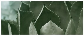 Obraz - Zelená agáve (120x50 cm)