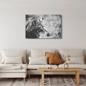 Obraz - Mačka (90x60 cm)