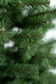 Limpol Jedľa Karolina 1,50 m