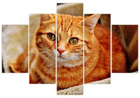 Obraz ležiace mačky (150x105 cm)