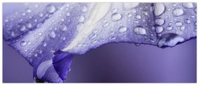 Obraz - Okvetný lístok s kvapkami (120x50 cm)