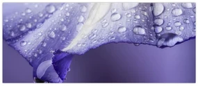 Obraz - Okvetný lístok s kvapkami (120x50 cm)