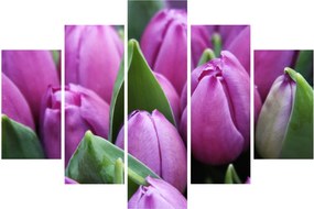 Obraz - kvety tulipánov (150x105 cm)