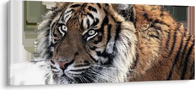 Obraz tigra (120x50 cm)