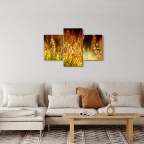 Obraz - Detail rosy (90x60 cm)