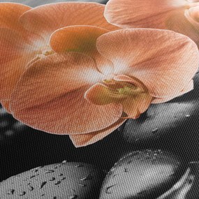 Obraz - Oranžové orchidey (70x50 cm)