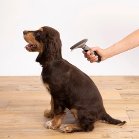 Kefa pre domáceho miláčika – Love Story