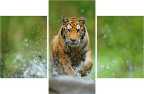 Obraz - Bežiaci tiger (90x60 cm)