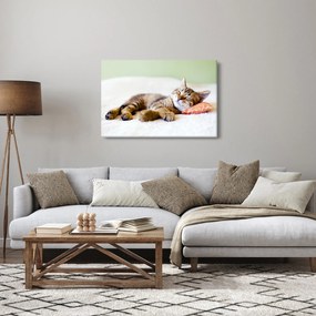 Obraz - Spiace mačiatko (90x60 cm)