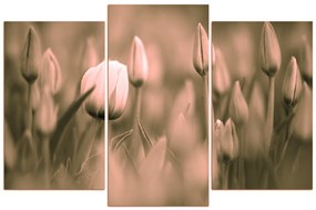 Obraz na plátne - Tulipán kvitnúci 101FC (120x80 cm)