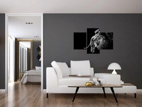 Obraz - Lev, čiernobiela (90x60 cm)