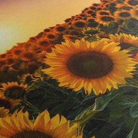 Obraz - Slnečnica (120x50 cm)