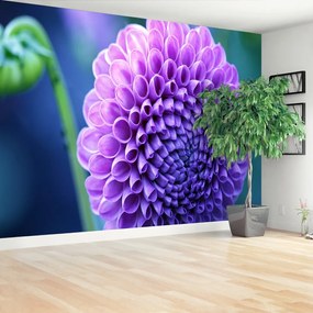 Fototapeta Vliesová Fialová dahlia 104x70 cm