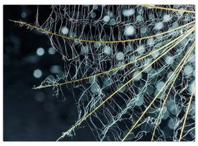 Sklenený obraz -Kvet s pavučinou (70x50 cm)