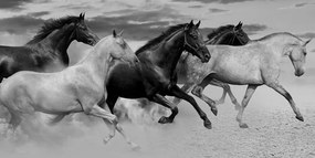 Obraz cválajúce kone v čiernobielom prevedení