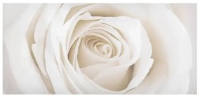Magnetické obrazy Pekná biela ruža