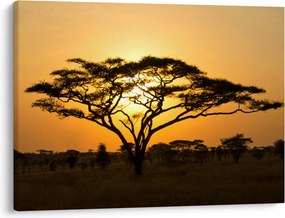 Obraz - Africká savana (70x50 cm)